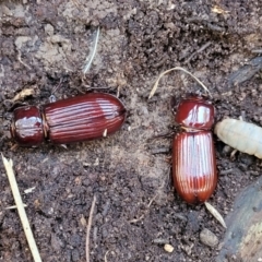 Aulacocyclus edentulus at Cook, ACT - 8 Jul 2022 08:03 AM