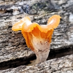 Unverified Cap on a stem; none of the above at Cook, ACT - 8 Jul 2022 by trevorpreston