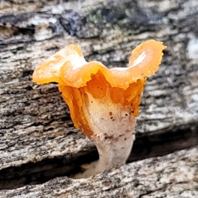 Unverified Cap on a stem; none of the above at Cook, ACT - 8 Jul 2022 by trevorpreston