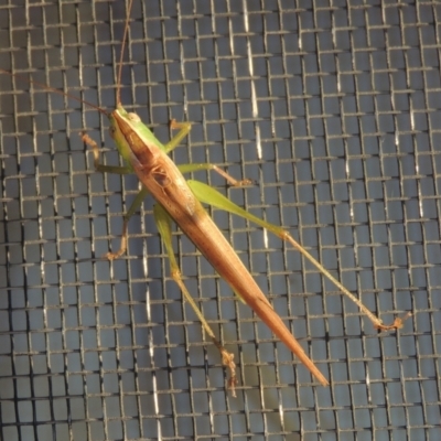 Conocephalus upoluensis (Meadow Katydid) at Conder, ACT - 17 Apr 2022 by michaelb