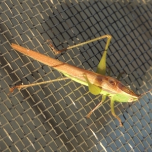 Conocephalus upoluensis at Conder, ACT - 17 Apr 2022