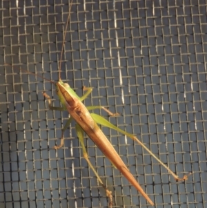 Conocephalus upoluensis at Conder, ACT - 17 Apr 2022 05:18 PM