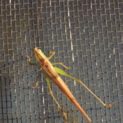 Conocephalus upoluensis at Conder, ACT - 17 Apr 2022