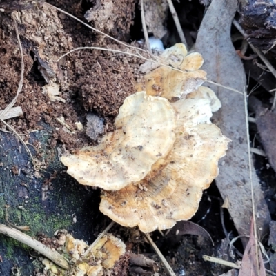 zz Polypore (shelf/hoof-like) at O'Connor, ACT - 8 Jul 2022 by trevorpreston