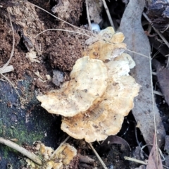Unidentified Pored or somewhat maze-like on underside [bracket polypores] (TBC) at O'Connor, ACT - 8 Jul 2022 by trevorpreston