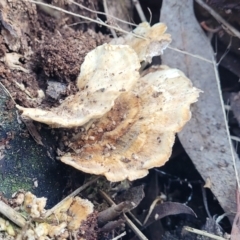 zz Polypore (shelf/hoof-like) at O'Connor, ACT - 8 Jul 2022