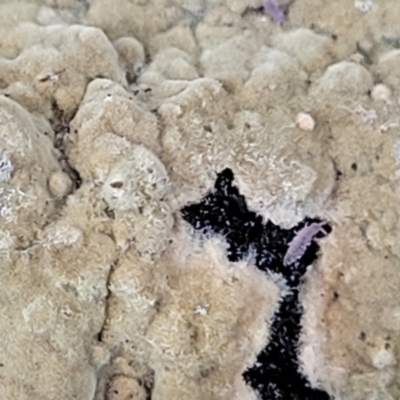 Unverified Other fungi on wood at O'Connor, ACT - 8 Jul 2022 by trevorpreston