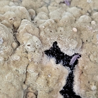 Unidentified Other fungi on wood at O'Connor, ACT - 8 Jul 2022 by trevorpreston