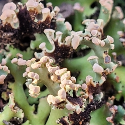 Heterodea sp. (A lichen) at Piney Ridge - 8 Jul 2022 by trevorpreston