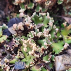 Heterodea sp. at Stromlo, ACT - 8 Jul 2022