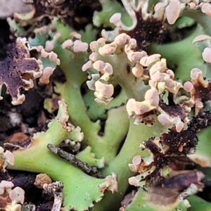 Heterodea sp. at Stromlo, ACT - 8 Jul 2022