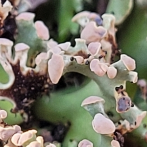 Heterodea sp. at Stromlo, ACT - 8 Jul 2022