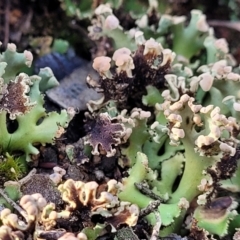 Heterodea sp. at Stromlo, ACT - 8 Jul 2022