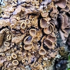 Parmeliaceae (family) (A lichen family) at Piney Ridge - 8 Jul 2022 by trevorpreston