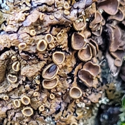 Parmeliaceae (family) (A lichen family) at Block 402 - 8 Jul 2022 by trevorpreston