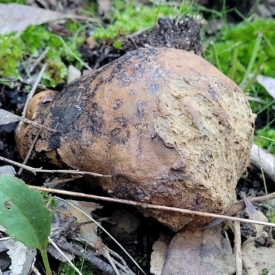 Pisolithus microcarpus (A puffball) at Piney Ridge - 8 Jul 2022 by trevorpreston