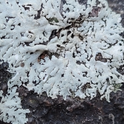 Lichen - foliose at Block 402 - 8 Jul 2022 by trevorpreston