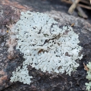 Lichen - foliose at Stromlo, ACT - 8 Jul 2022