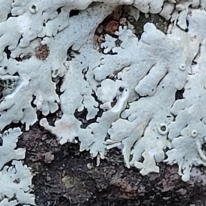 Lichen - foliose at Stromlo, ACT - 8 Jul 2022