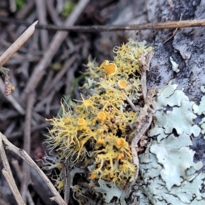 Teloschistes sp. (genus) (A lichen) at Piney Ridge - 8 Jul 2022 by trevorpreston