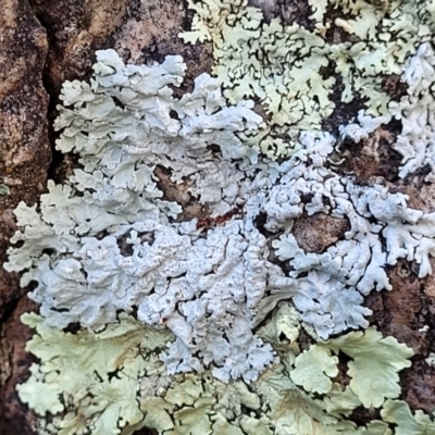 Lichen - foliose at Block 402 - 8 Jul 2022 by trevorpreston