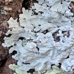 Lichen - foliose at Stromlo, ACT - 8 Jul 2022 03:20 PM