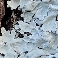 Lichen - foliose at Stromlo, ACT - 8 Jul 2022