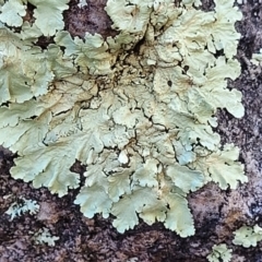 Parmeliaceae (A lichen family) at Bluetts Block Area - 8 Jul 2022 by trevorpreston