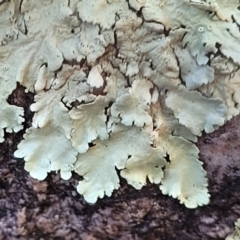 Parmeliaceae (family) at Stromlo, ACT - 8 Jul 2022