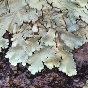 Parmeliaceae (family) at Stromlo, ACT - 8 Jul 2022 03:19 PM