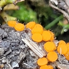 Cheilymenia spp. at Piney Ridge - 8 Jul 2022 by trevorpreston