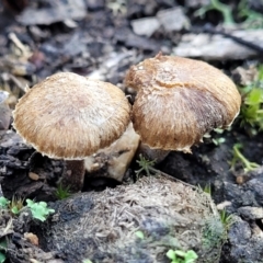 Inocybe sp. (Inocybe) at Piney Ridge - 8 Jul 2022 by trevorpreston