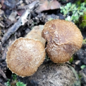 Inocybe sp. at Stromlo, ACT - 8 Jul 2022