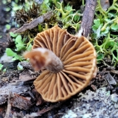 Inocybe sp. at Stromlo, ACT - 8 Jul 2022