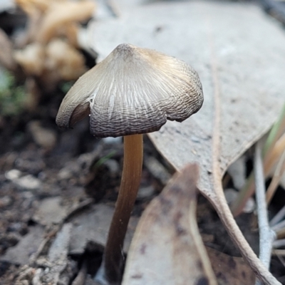 zz agaric (stem; gills white/cream) at Block 402 - 8 Jul 2022 by trevorpreston