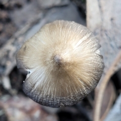 zz agaric (stem; gills white/cream) at Stromlo, ACT - 8 Jul 2022 03:14 PM