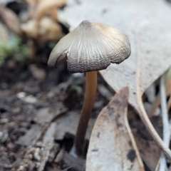 zz agaric (stem; gills white/cream) at Stromlo, ACT - 8 Jul 2022