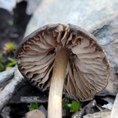 zz agaric (stem; gills white/cream) at Stromlo, ACT - 8 Jul 2022 03:14 PM