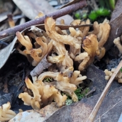 Clavulina sp. at Stromlo, ACT - 8 Jul 2022