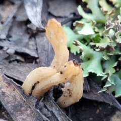 Clavulina sp. at Stromlo, ACT - 8 Jul 2022