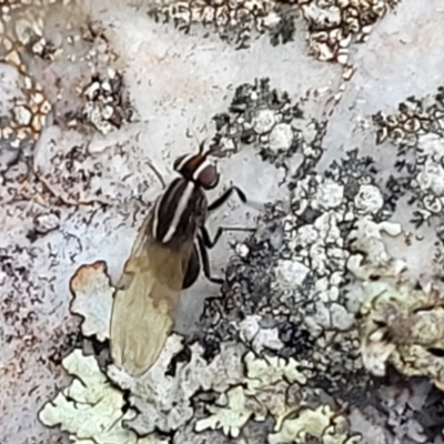 Poecilohetaerus sp. (genus) (Lauxaniid fly) at Piney Ridge - 8 Jul 2022 by trevorpreston