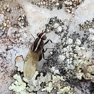 Poecilohetaerus sp. (genus) (Lauxaniid fly) at Block 402 - 8 Jul 2022 by trevorpreston