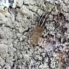 Poecilohetaerus sp. (genus) at Stromlo, ACT - 8 Jul 2022 03:09 PM