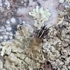 Poecilohetaerus sp. (genus) at Stromlo, ACT - 8 Jul 2022