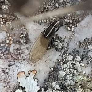 Poecilohetaerus sp. (genus) at Stromlo, ACT - 8 Jul 2022