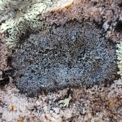 Lichen - crustose at Piney Ridge - 8 Jul 2022 by trevorpreston