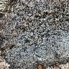 Lichen - crustose at Stromlo, ACT - 8 Jul 2022