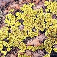 Acarospora citrina at Stromlo, ACT - 8 Jul 2022 by trevorpreston