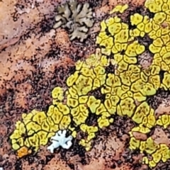 Acarospora citrina at Stromlo, ACT - 8 Jul 2022