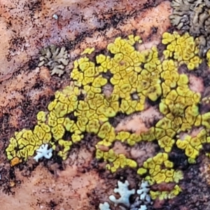 Acarospora citrina at Stromlo, ACT - 8 Jul 2022